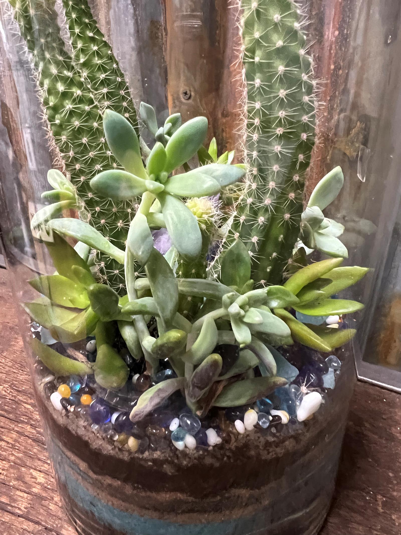 Cactus tropical w purple Chrystal succulent w blue stones  4