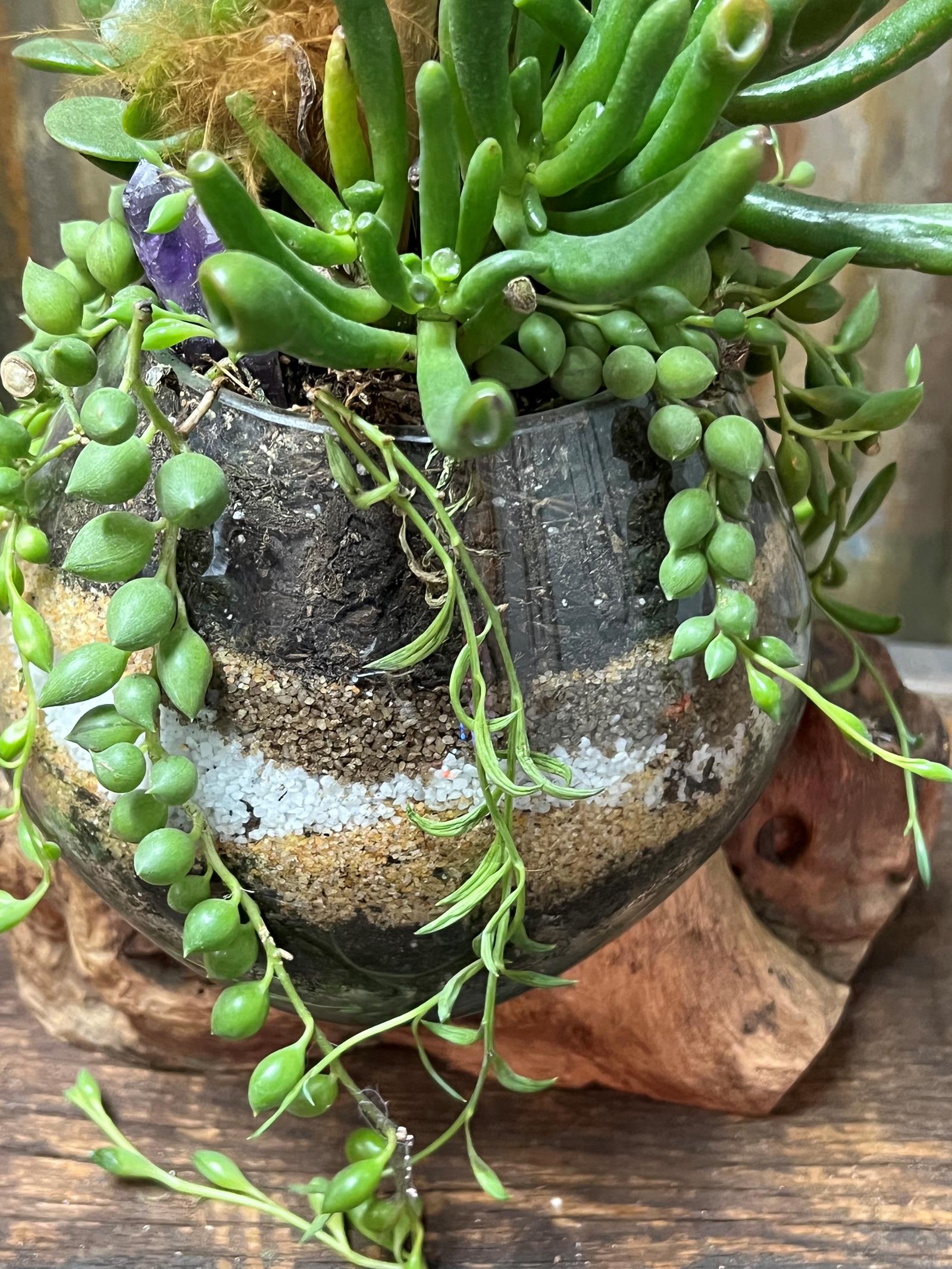 Feather succulent  2