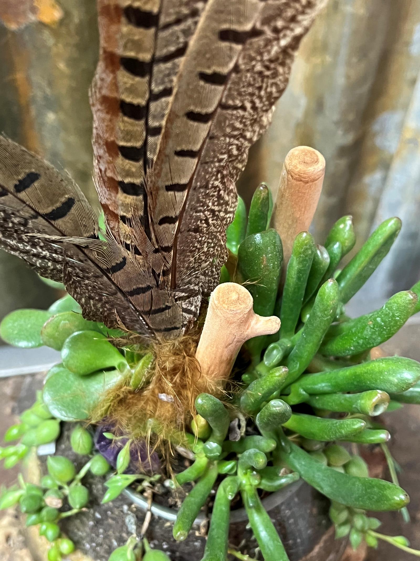 Feather succulent  4
