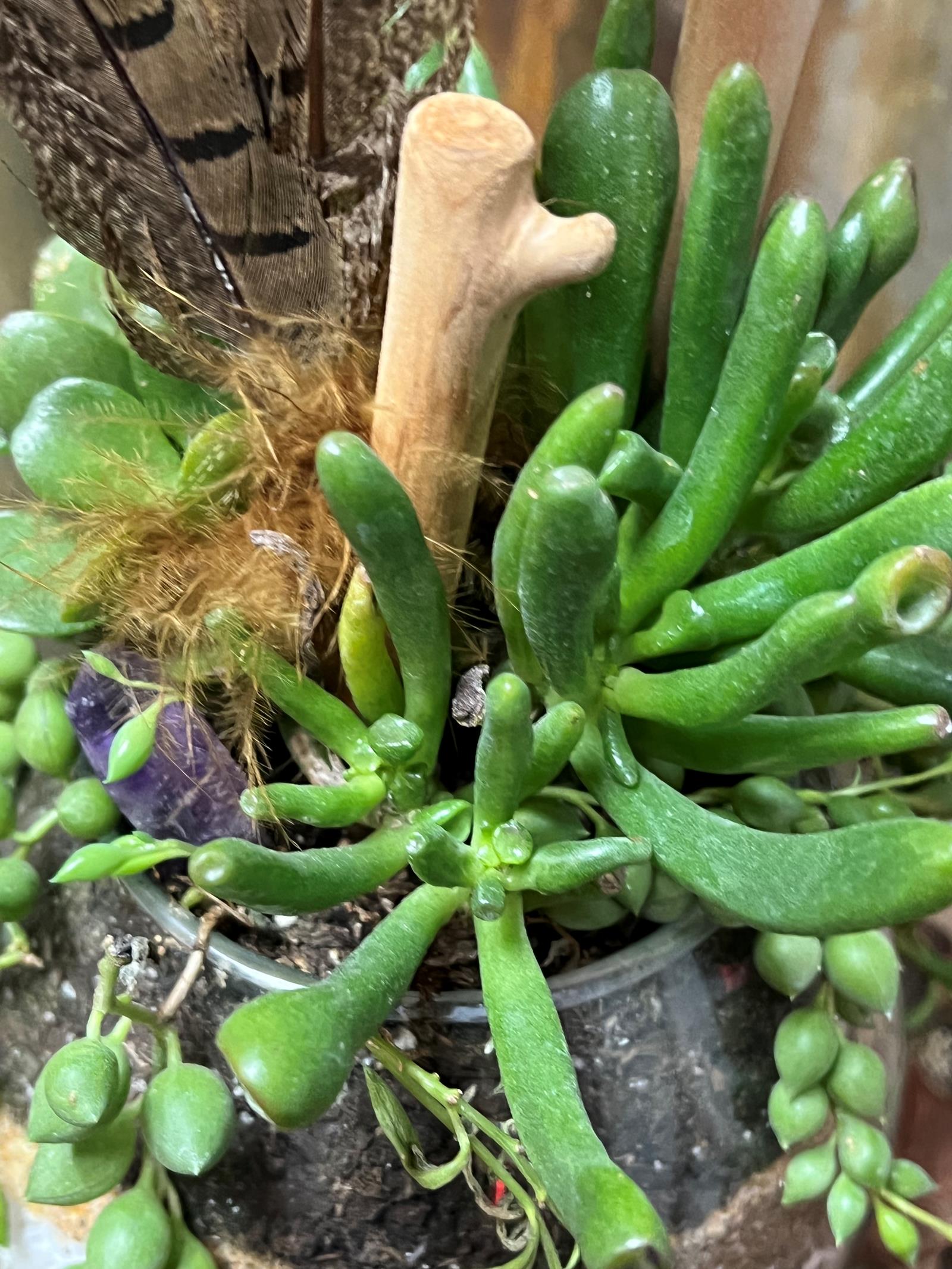 Feather succulent  1