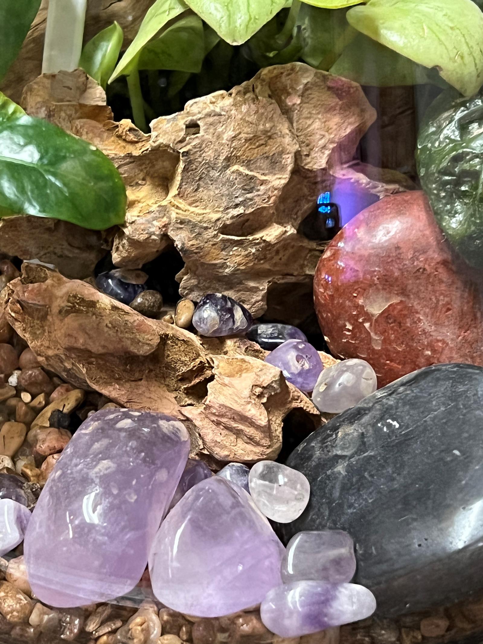 Cactus tropical w purple Chrystal succulent w blue stones  2