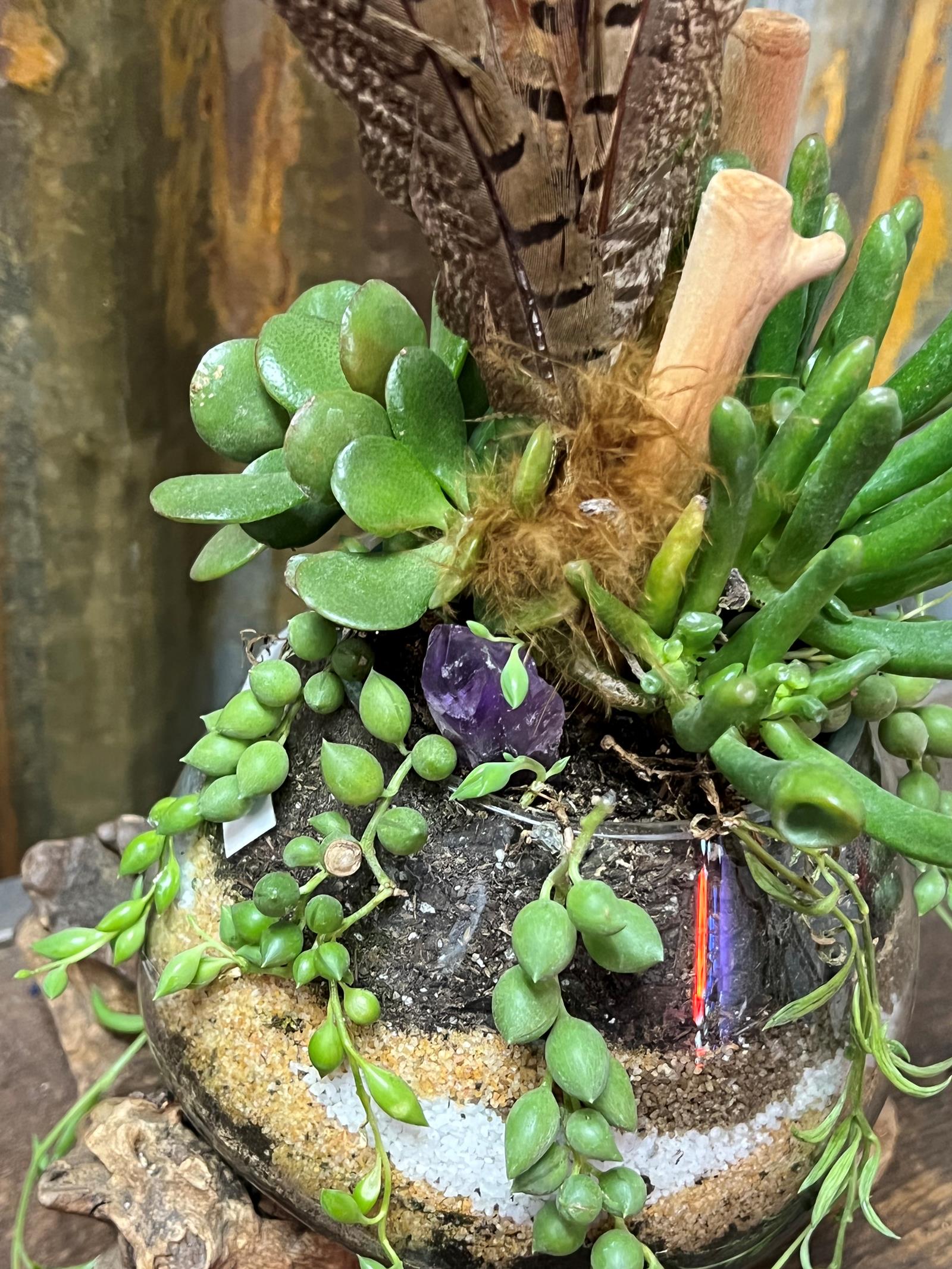Feather succulent  0