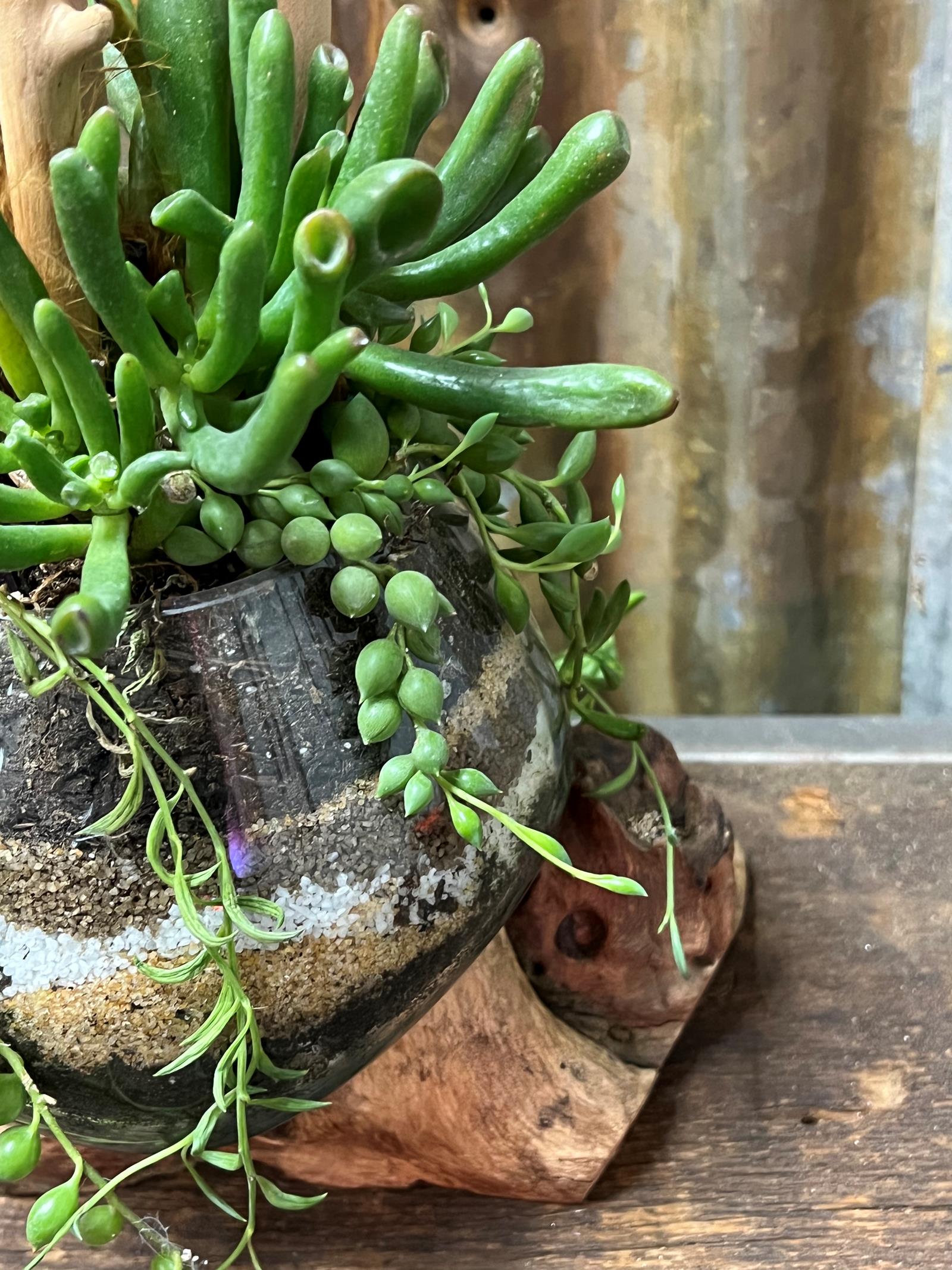 Feather succulent  5